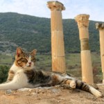Skąd w Europie wzięły się koty domowe? Zapytajcie starożytnych Rzymian
