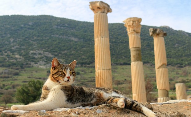 Skąd w Europie wzięły się koty domowe? Zapytajcie starożytnych Rzymian