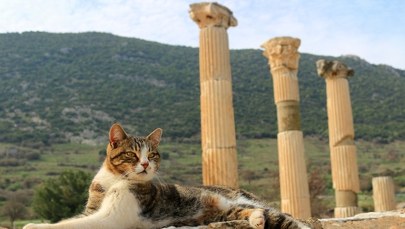 Skąd w Europie wzięły się koty domowe? Zapytajcie starożytnych Rzymian