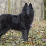Skąd wziął się jamnik? A bokser? Oto skąd pochodzą rasy psów