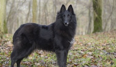 Skąd wziął się jamnik? A bokser? Oto skąd pochodzą rasy psów