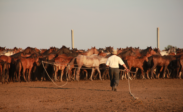 Skąd wziął się koń? Wiemy, gdzie i kiedy został udomowiony 