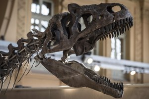 Skamielina dużego dinozaura odkryta w USA. Przypominał strusia