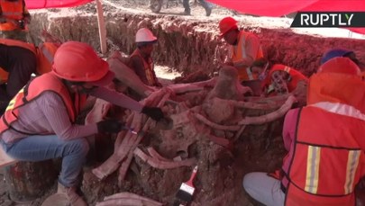 Skamieliny dziesiątek mamutów. Niesamowite odkrycie pod Meksykiem