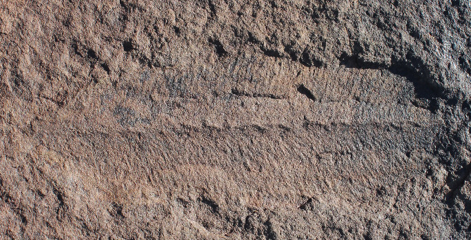 Skamieniałość organizmu przypominającego liść z okresu ediakaranu. Fot. Sarah Tweedt, Smithsonian Institution /Kosmonauta