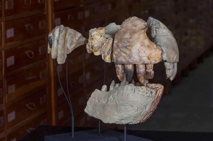 Skamieniałości odkrytego krokodylomorfa /Fot. Giovanni Bindellini /materiały prasowe