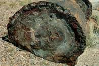 Skamieniałości: skamieniałe drzewo /Encyklopedia Internautica