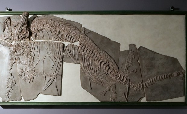Skamieniałości sprzed 180 milionów lat w Centrum Edukacji Przyrodniczej UJ  