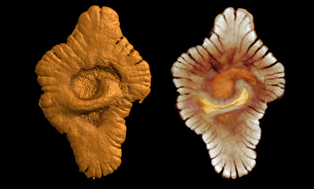 Skamieniałości sprzed 2,1 miliarda lat Fot. CNRS Photothèque/EL ALBANI Abderrazak,MAZURIER Arnaud