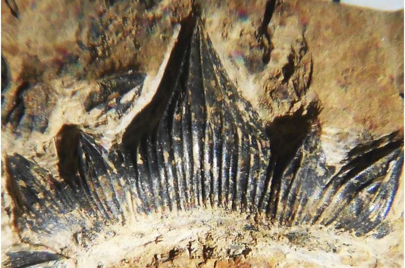 Skamieniałości zębów rekina "Godzilla" z Nowego Meksyku /materiały prasowe