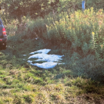 Skandal podczas polowania. Myśliwi zastrzelili cztery łabędzie objęte ochroną