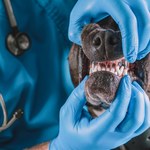 Skandaliczna sytuacja w Otwocku. Właściciel psa zaatakował lekarkę weterynarii