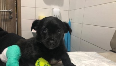 Skandaliczne zachowanie kierowcy. Potrącił szczeniaka, stwierdził, że „to tylko pies”