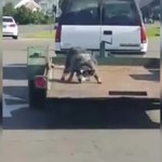 Skandaliczne zachowanie kierowcy. Przywiązał psa na przyczepie i ruszył z nim w trasę