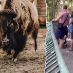 Skandaliczne zachowanie turystów w ZOO. To nie pierwsza taka sytuacja