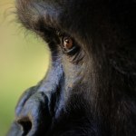 Skandaliczne zachowanie w polskim zoo. Zwiedzający rzucał w goryla