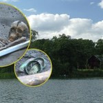 Skarb, którego nie powinno tam być. Nowe odkrycie pod Poznaniem