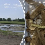 Skarb sprzed 3 tys. lat na czeskich bagnach. Wskazuje na pradawny rytuał