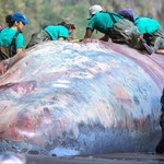Skarb wart pół miliona dolarów w brzuchu martwego wieloryba