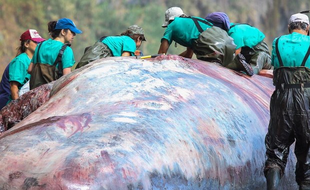 Skarb wart pół miliona dolarów w brzuchu martwego wieloryba