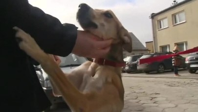 Skatowali i zakopali psa żywcem. Dwaj mężczyźni trafią za kratki na 8 miesięcy