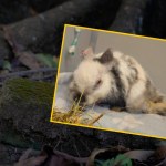 Skatowane zwierzątko znalezione tuż przy dworcu. "To nas zszokowało"