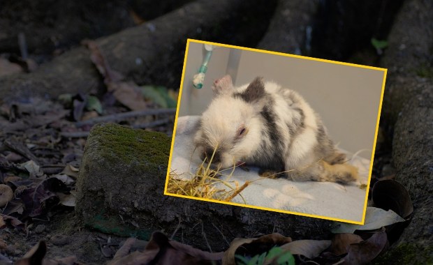 Skatowane zwierzątko znalezione tuż przy dworcu. "To nas zszokowało"