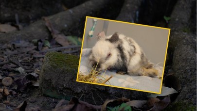 Skatowane zwierzątko znalezione tuż przy dworcu. "To nas zszokowało"