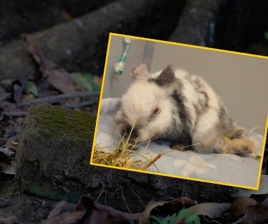 Skatowane zwierzątko znalezione tuż przy dworcu. "To nas zszokowało"