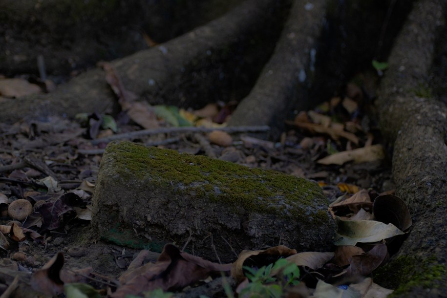 Skatowane zwierzątko znalezione tuż przy dworcu. "To nas zszokowało"