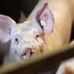 Skażoną dioksynami wieprzowinę sprzedano do Polski