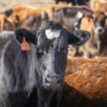 Skażona wołowina może dalej trafiać do Unii. Bulwersujące wnioski KE