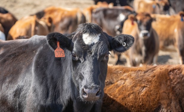 Skażona wołowina może dalej trafiać do Unii. Bulwersujące wnioski KE