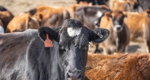 Skażona wołowina może dalej trafiać do Unii. Bulwersujące wnioski KE