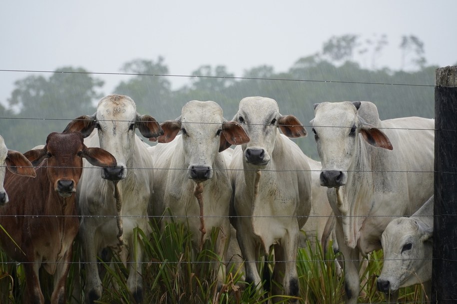 Skażona wołowina z Brazylii trafiła do sprzedaży w UE. Jak zareaguje Wspólnota? /Shutterstock
