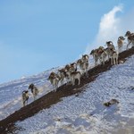 Sklonował w stodole gigantyczną owcę, potem stworzył hybrydę - do płatnych polowań