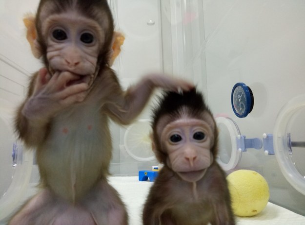 Sklonowane małpki Zhong Zhong i Hua Hua /CHINESE ACADEMY OF SCIENCES HANDOUT /PAP/EPA