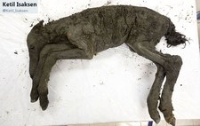 Sklonują prehistoryczne zwierzę? Zaskakująca deklaracja