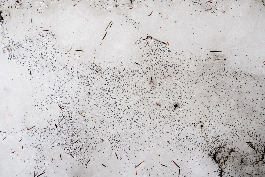 ​Dlaczego "brudny śnieg" podskakuje? Nietypowe zjawisko w Polsce