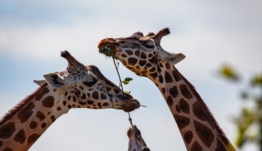 ​Skomplikowane relacje osobiste żyraf