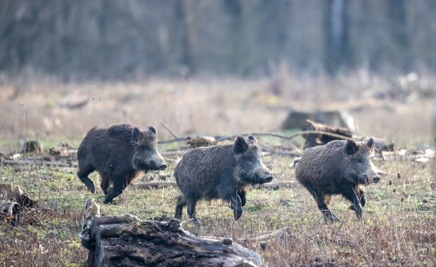 Skóra świniodzika na drzewie. "Co trzeba mieć w głowie?"