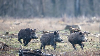 Skóra świniodzika na drzewie. "Co trzeba mieć w głowie?"