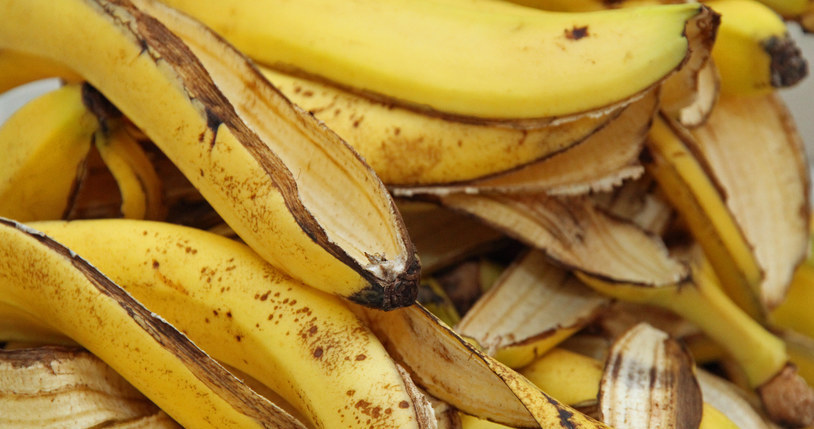 Skórka z banana ma wiele zastosowań. Możesz przetrzeć nią liście zmarniałej rośliny doniczkowej, pocierając je wewnętrzną stroną skórki /123RF/PICSEL
