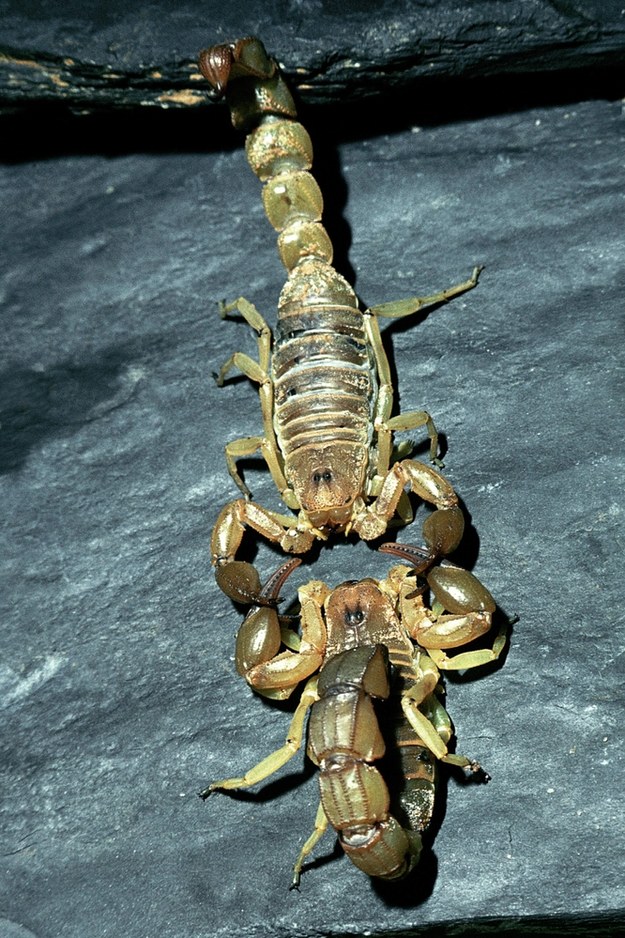 Skorpion rodzaju androctonus /	H. Schmidbauer /PAP/EPA