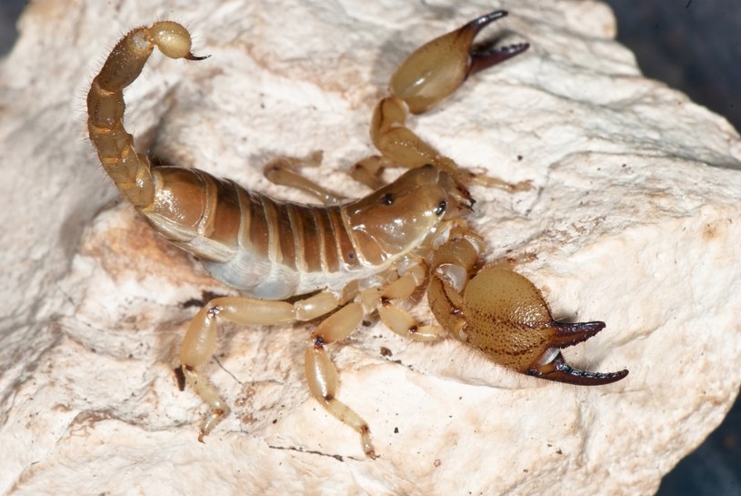 Skorpion żółty jest niezwykle niebezpieczny /123RF/PICSEL