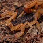 Skorpiony atakują. Drastyczny wzrost ukąszeń w Brazylii