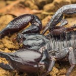Skorpiony noszą metalową zbroję? Niezwykłe odkrycie naukowców