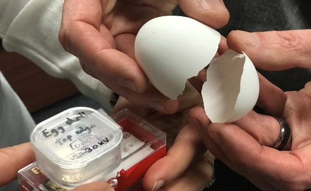 Skorupka za młodu nie nasiąka... Wręcz przeciwnie