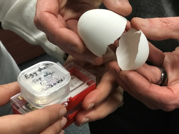 Skorupki jajek badano w laboratorium prof. McKee. /Laurie Devine McGill University /Materiały prasowe