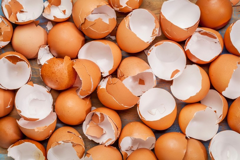Skorupki jajek to prawdziwa bomba dobroczynnych składników /123RF/PICSEL